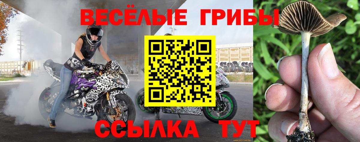 Псилоцибиновые грибы Cubensis Печора